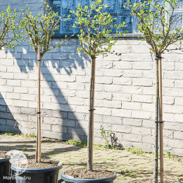 Бересклет пробковый Сильвер Сюрпрайз на штамбе