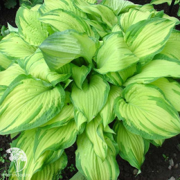 Хоста форчуна Альбоптика