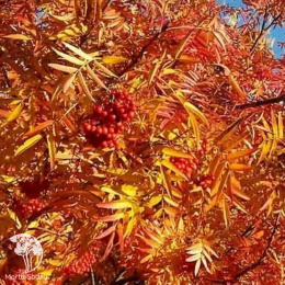 Рябина Арнольда Вермилион