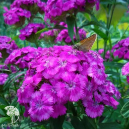 Гвоздика (бородатая) Турецкая Фиолетовая гора