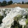 Роза чайно-гибридная Аннапурна белая фото 2 