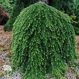  Тсуга западная Торсенс Випинг