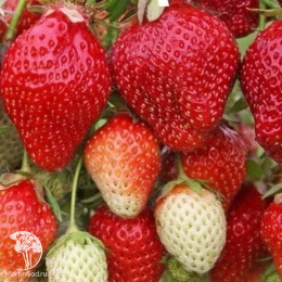 Клубника Вима Рина