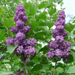 Сирень Анна Шиач