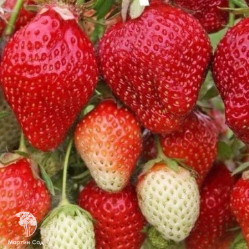 Фото Клубника Вима Рина