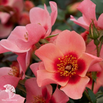 Фото Роза персидская Фо Ю Айс Онли