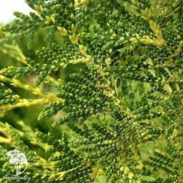 Фото Туя западная Перк Влаандерен