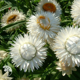 Гелихризум Албум