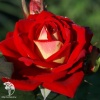 Роза чайно-гибридная Френдшип фото 1 