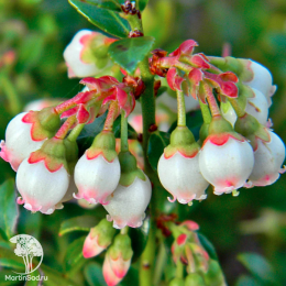 Брусника Руно Белявски