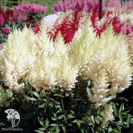 Astilbe arendsii Weisse Gloria Астильба Арендса Вейси Глория