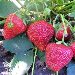 Клубника Елизавета 2