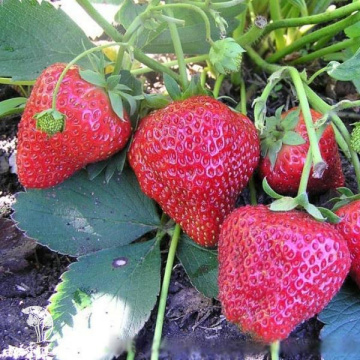 Фото Клубника Елизавета 2