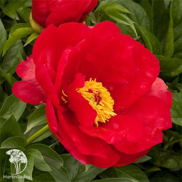 Фото Пион молочноцветковый Блейз