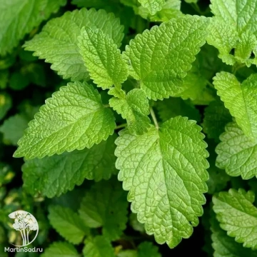 Фото Мелисса лекарственная Лимончелло