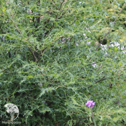 Липа Генрик Эдер на штамбе