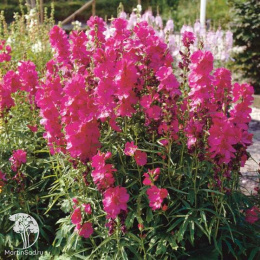 Сидальцея орегонская Бриллиант