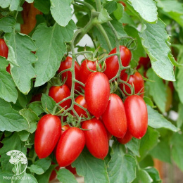 Томат Джек Пот F1 ( 2-ной пак.)