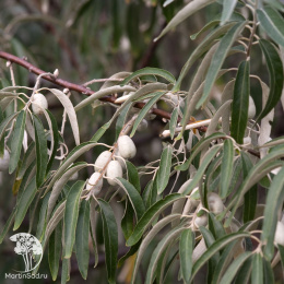 Лох узколистный