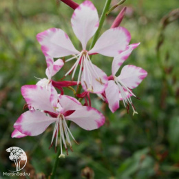 Гаура Линдхаймера Гамбит Роуз Биколор