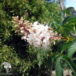 Каштан калифорнийский