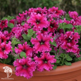 Петуния бахромчатая Эспрессо Фраппе Роуз (Семена Профи)