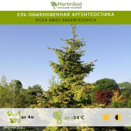 Ель обыкновенная Аргентеоспика