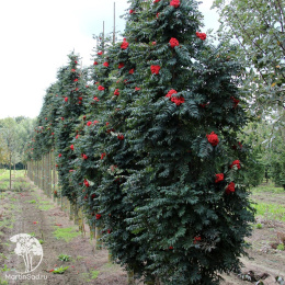 Рябина обыкновенная Фастигиата на штамбе