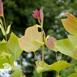 Лириодендрон Чапел Хилл