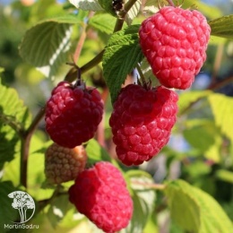 Rubus idaeus Glen Dee Малина Глен Ди
