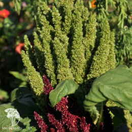 Амарант овощной Крепыш