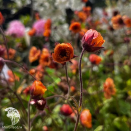 Гравилат Темро Оранж