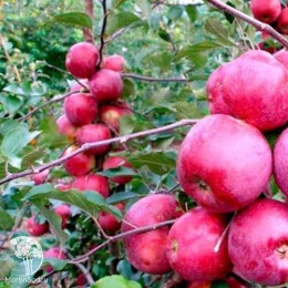 Яблоня Подарок Графскому