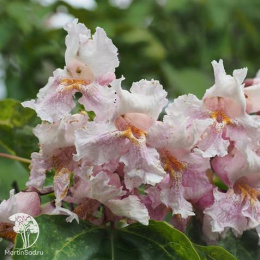 Катальпа Фаргеза формы Дюкло на штамбе