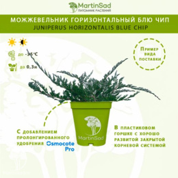 Можжевельник горизонтальный Блю Чип