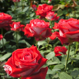 Роза Николь