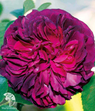 Фото Роза Сувенир д'Альфонс Лавалле