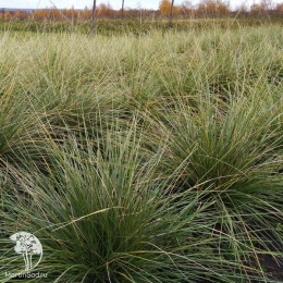 Festuca mairei Фестука (Овсянница) Мейера