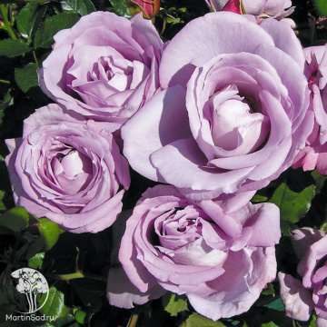 Фото Роза чайно-гибридная Блю Гёрл