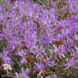 Рододендрон канадский Виолетта