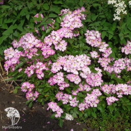 Роза Крылья Ангела