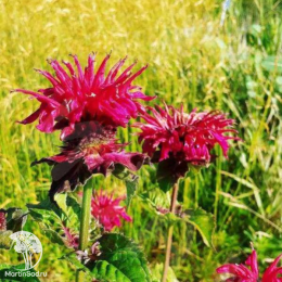 Набор для ароматной грядки монарда Махогани + Фаербол + Жевиттерволк