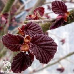 Лещина обыкновенная Литтл Роб