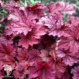 Сверхвыгодный микс! Гейхера Геркулес + Гейхера Литтл Кьюти Пеперминт + Гейхера Берри Смузи