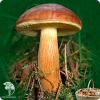Мицелий Польский гриб на зерновом субстрате фото 2 