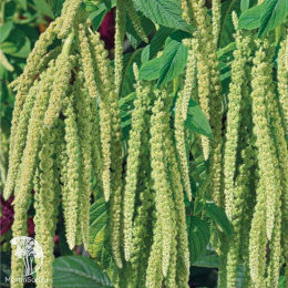 Амарант Изумруд (хвостатый)