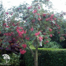 Рябина Пинк Вейл