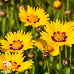 Кореопсис грандифлора Андиамо Еллоу Вив Ред