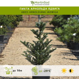Пихта Арнольда Ядвига
