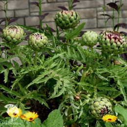 Артишок Заморский деликатес(Кардон испанский)